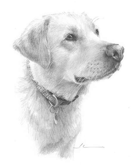 Yellow Labrador Pencil Portrait By Mike Theuer Pencil Drawings Of