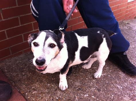 Jack A 16 Year Old Jack Russell Beagle Cross Dog