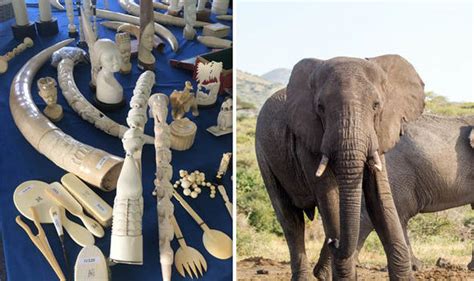 Ivory ban: Artefacts including jewellery surrendered to ...