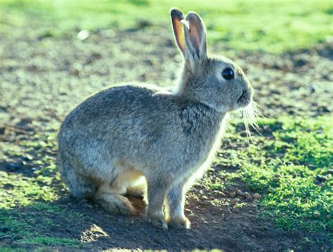 Free photo: European Rabbit - Animal, Cute, European - Free Download - Jooinn