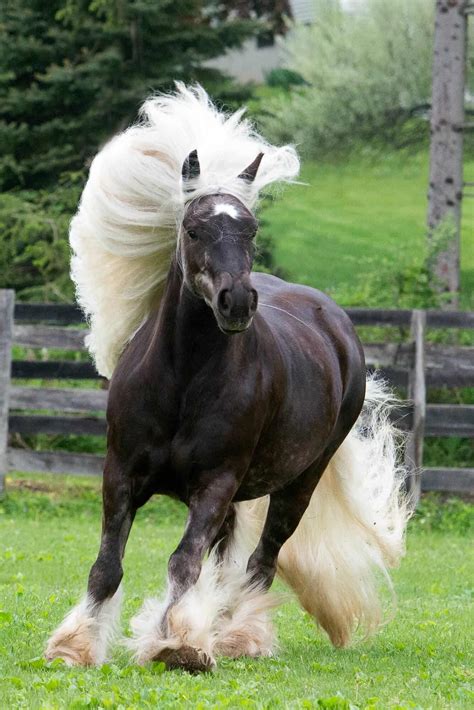 These Horses May Have The Most Beautiful Manes Youve Ever Seen