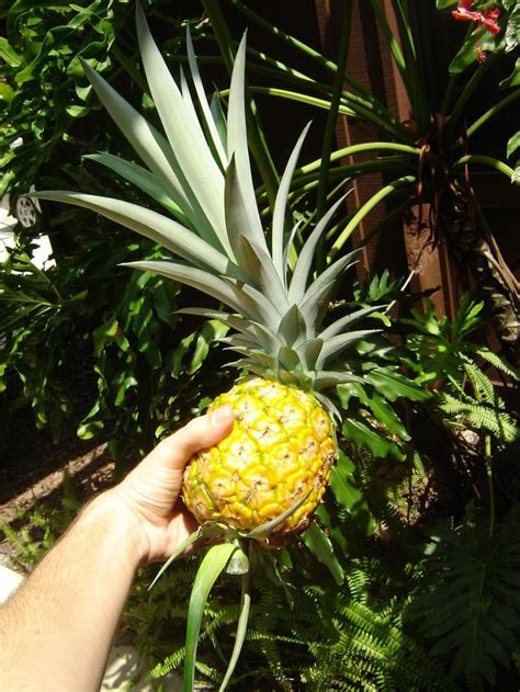 How To Grow You Own Pineapples