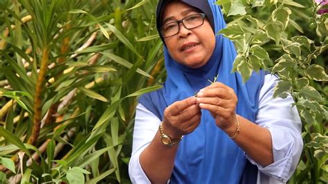 Bunga kertas atau bougenville biasa tumbuh di daerah tropis. Cantuman Bunga Kertas - YouTube