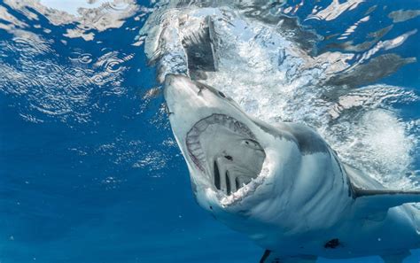 Wie viele Reihen Zähne hat ein Hai? - DentalGenie.de
