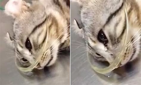 Get a 34.000 second sad cat lying on the stock footage at 30fps. Video shows injured cat appears to CRY tears at the vets ...