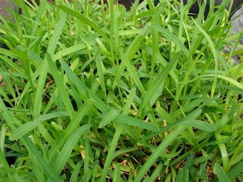 (paspalum ssp) nombre de varias plantas gramíneas, malezas fastidiosas abundantes. ARTE Y JARDINERÍA : Césped con bajo mantenimiento en agua ...