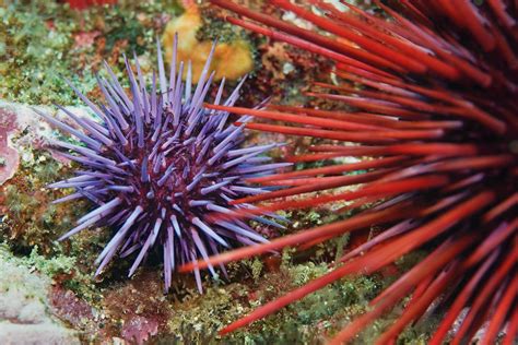 How Sea Urchin Has Become A Delicacy Tatler