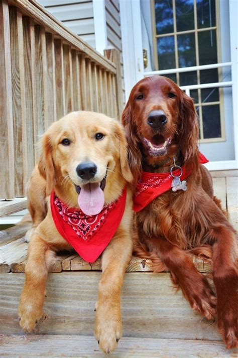Reserve your irish doodle puppy or golden irish puppy today! Pinterest (With images) | Irish setter dogs, Golden ...