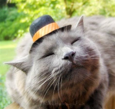 Age Old Youngster Cats In Hats