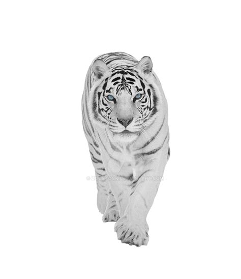 White Tiger Png Transparent Background Images