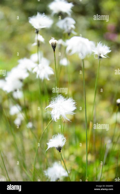 The Fluffy White Flowers Of Tawny Cottongrass Eriophorum Virginicum