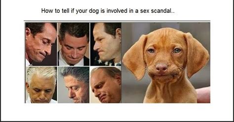 Top Dog Blog Is Your Dog Involved In A Sex Scandal