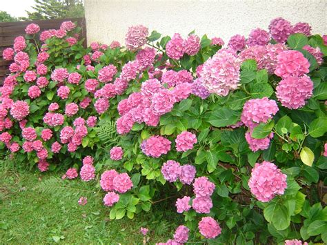 Antihorse, hair stone, hairstone, senhorita. Les hortensias - Le blog de celtikalia