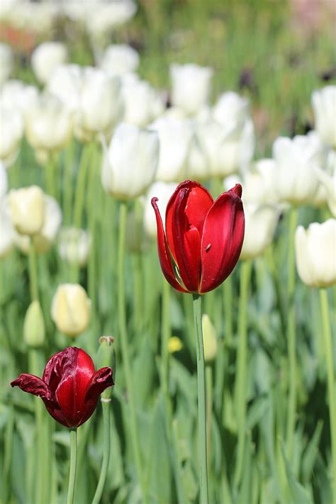 Gambar Bunga Tulip Warna Merah Gambar Bagian Tumbuhan