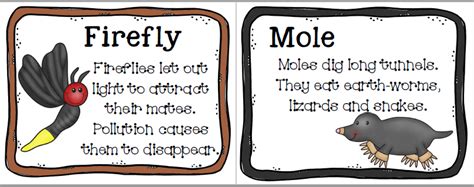 Anchor Charts Nocturnal Animals Teacha