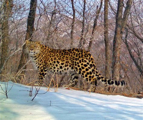 Amur Leopard Panthera Pardus Orientalis
