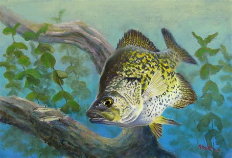 Crappies Twofer Pastel By Marcus Moller Pixels