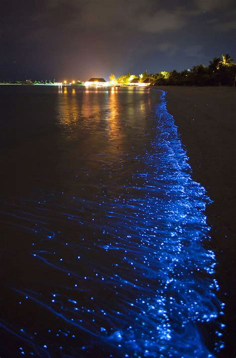 Deseable En Respuesta A La Recreación Playa Bioluminiscente En Puerto