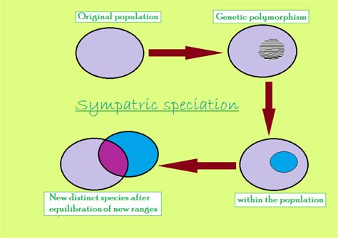Allopatric And Sympatric Species Everyething