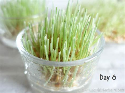See, no rocket science is needed, it pretty basic. How To Grow Wheatgrass Without Soil | Growing wheat grass ...
