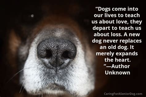 25 Senior Dog Quotes That Will Make Your Heart Melt Caring For A