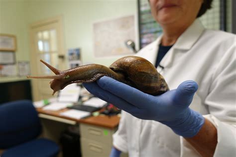 Florida Once Again Has Giant Calamitous Snails That Spew Parasitic Brain Worms Discussions