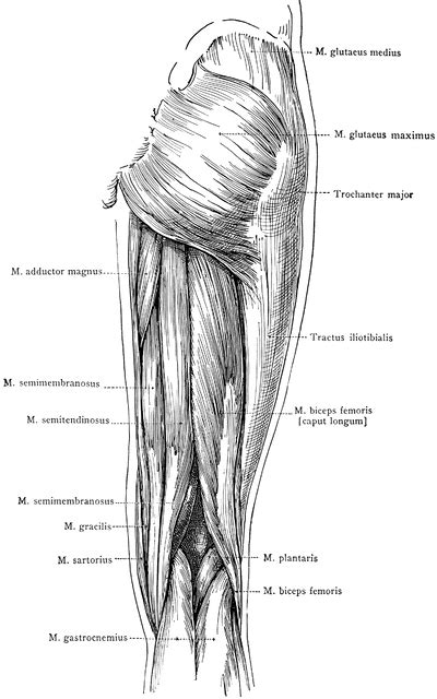 Human Thigh Muscles Diagram