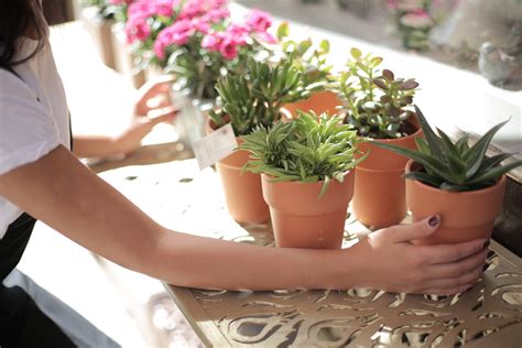 Gambar Menanam Pot Bunga Kaktus Budidaya Bunga Tanaman Rumah