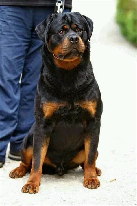 Rottweiler neigen dazu, einen ernsten charakter zu haben. Male rott | Rottweiler love, Rottweiler breed, Aggressive dog