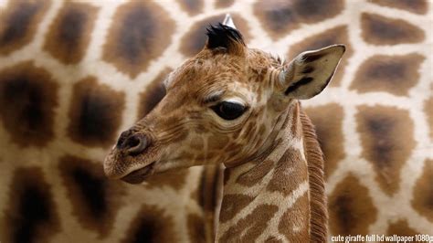 46 Baby Giraffe Wallpaper