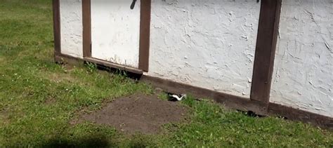 There's less chance of finding babies compared to raccoons in the removing raccoons from under your deck or shed requires a simple approach: Getting that Skunk out from under your shed or porch