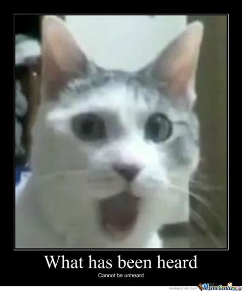 Shocked Cat Memes Memes Shocked Cat Memes Funny Sarcastic Mean Memes
