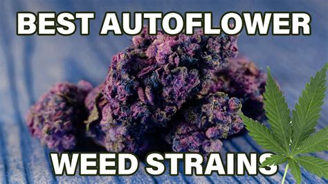 Top 10 Strongest Autoflowering Weed Strains 2021 Youtube