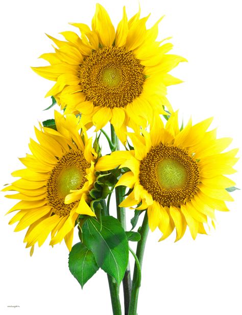 Sunflower Bouquet Png