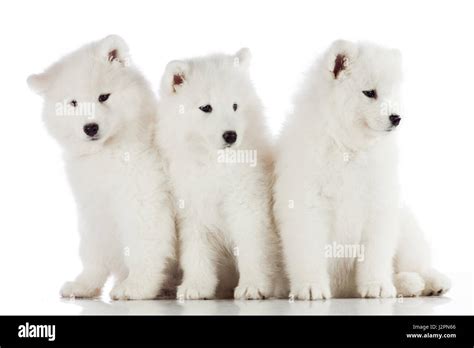 Three Samoyed Puppies Isolated On The White Background Funny Puppies