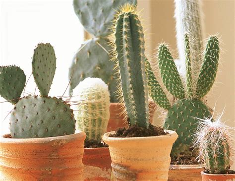 Remember that these plants come from habitats all over the world, and some types require much more light than others. Cactus tips: How to care for your cacti - Woman's Weekly