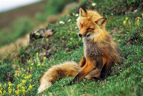 Red Fox Sits On Tundra