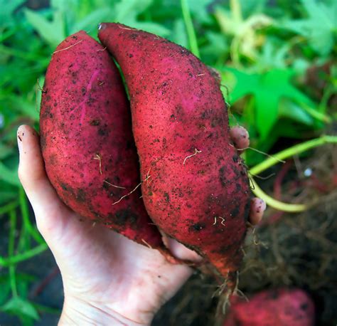 Quiet Cornerhow To Plant And Grow Sweet Potatoes Quiet