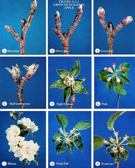 Apple Stages Blossom To Fruit Tree Buds Apple Tree Care Apple