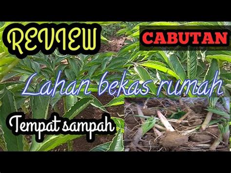 Transparansi dan perang terhadap korupsi (grönlund. Review!!! Tanam porang di lahan bekas bongkaran rumah dan tempat sampah - YouTube