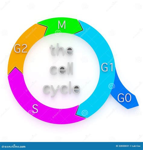 Cell Cycle Phases Vector Illustration 250761614