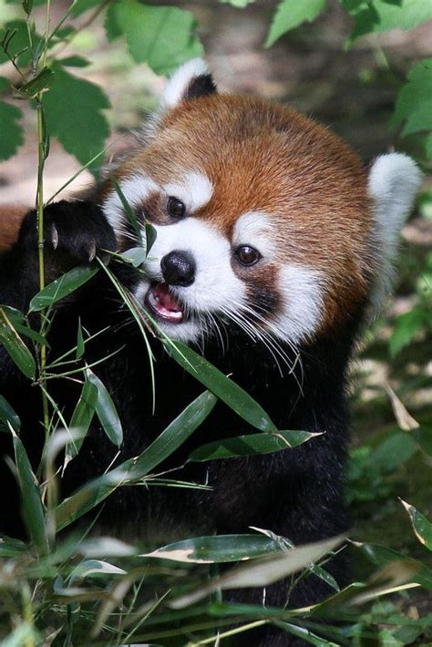 Red Panda Noms By Mark Dumont Cutest Animals On Earth Cute Wild