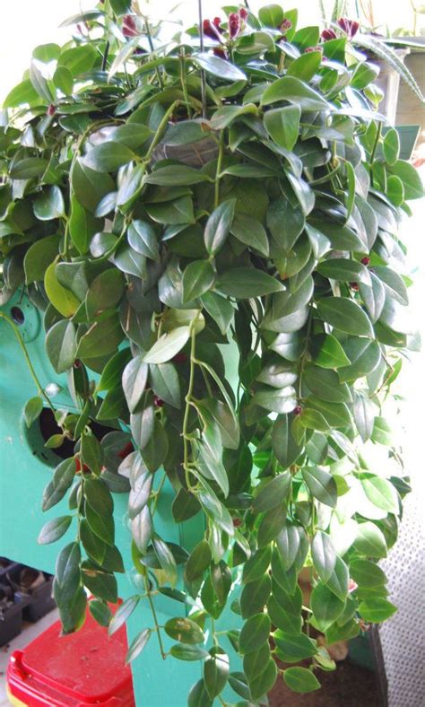 We did not find results for: Lipstick Plant Purple Flowering Vining Trailing Plant ...