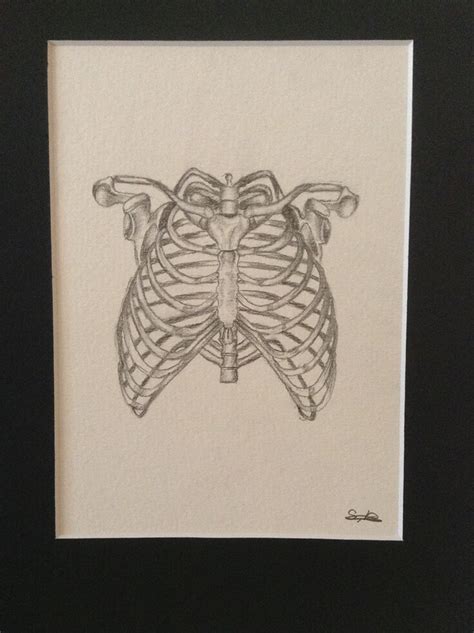 All the best rib cage drawing 35+ collected on this page. Rib cage anatomy - original pencil drawing | www.etsy.com ...