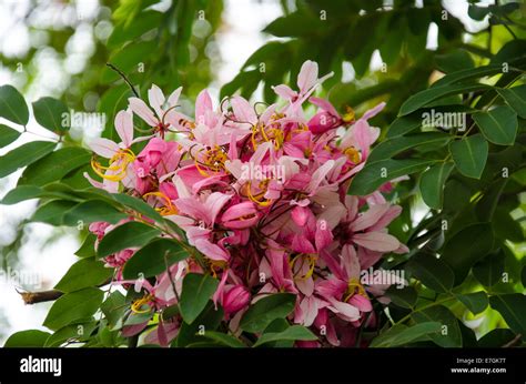 Flor Rosa En El Jardin Fotografías E Imágenes De Alta Resolución Alamy
