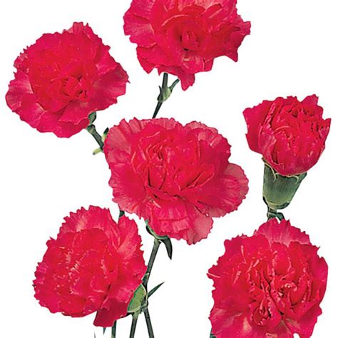 Mini Carnations Hot Pink