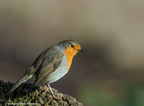 Seine nahrung besteht vor allem aus insekten, kleinen spinnen, würmern und schnecken. Rotkehlchen --- Foto & Bild | fotos, natur, pflanzen ...