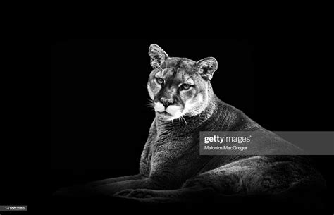 Cougar In Black And White Photo Getty Images