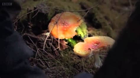 The Magic Of Mushrooms Documentary All Mushroom Info