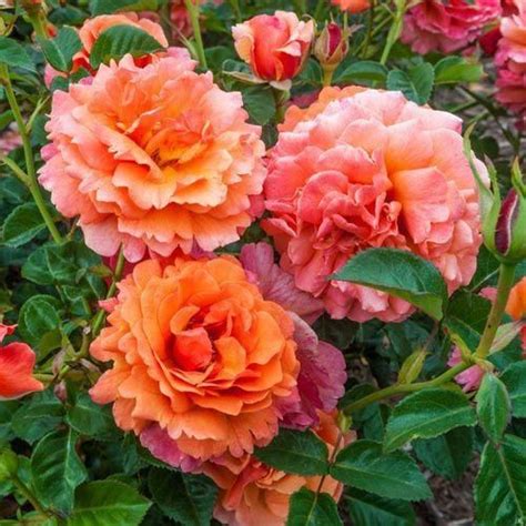 Excellent eternity flowers located in beautiful cayambe, ecuador excellent farms grows some of the most amazing rose varieties, characterized by long stems and large heads. Obtain more information on Front Home Landscaping ...